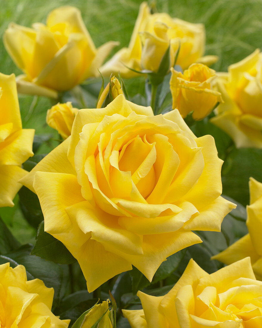 Rosa 'Goldstar'